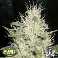 Garden of Green Seeds Critical AUTO